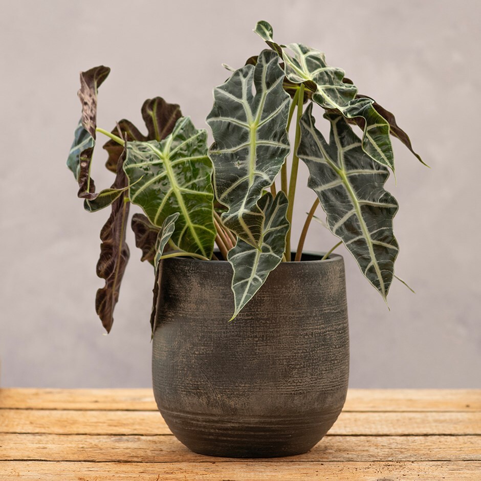 Textured rustic terracotta plant pot - dark brown