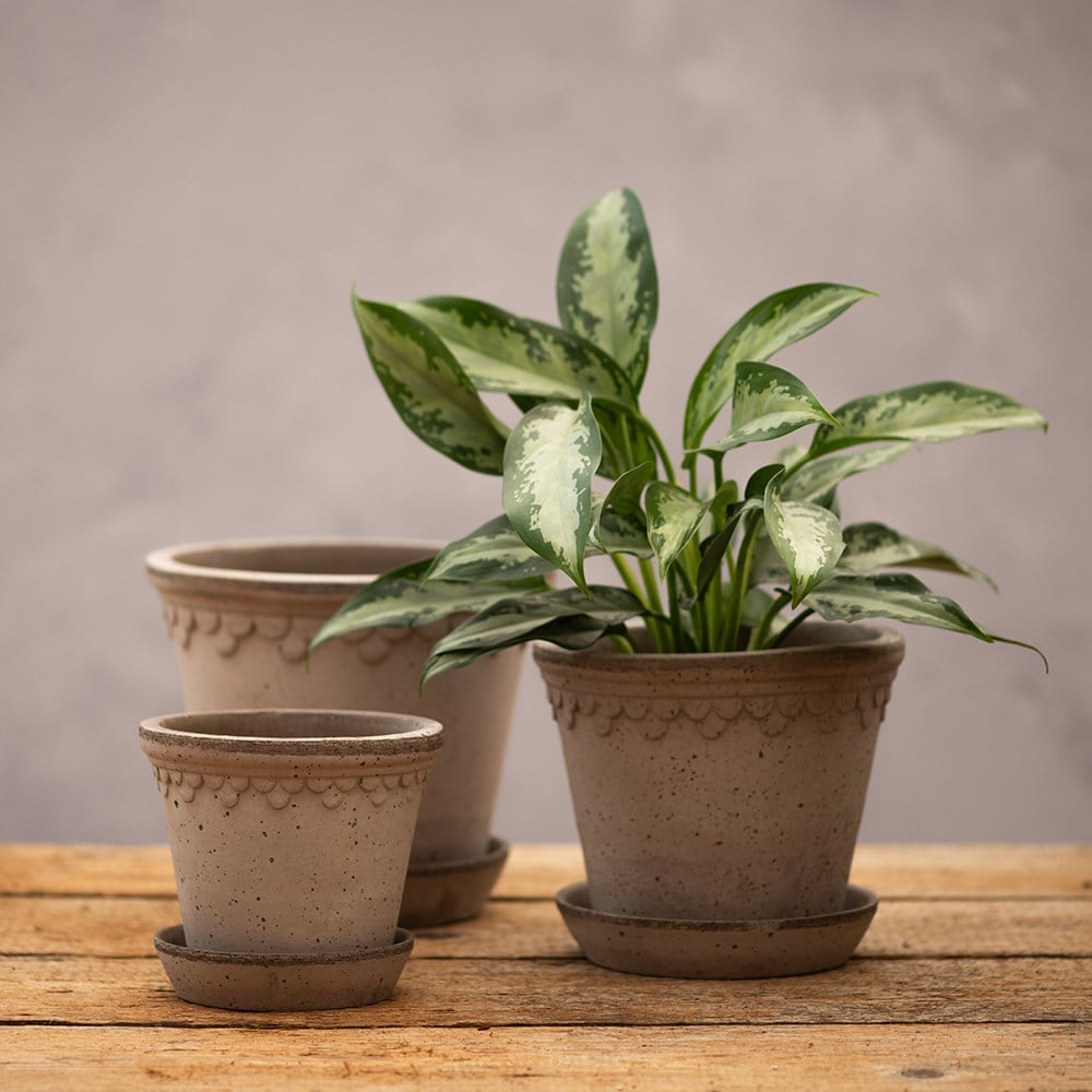 Scalloped tapered plant pot with saucer - grey terracotta