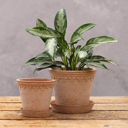 Scalloped tapered plant pot & saucer - terracotta