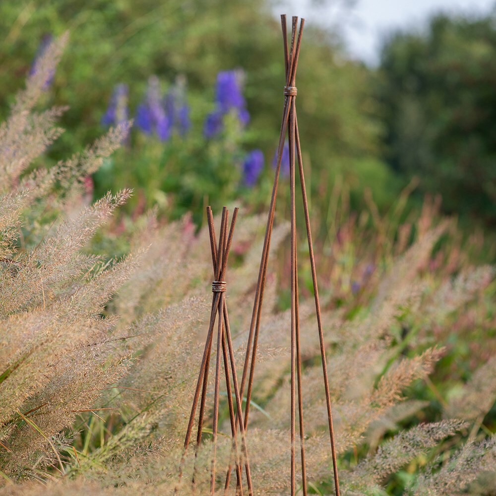 Obelisk willow - rust