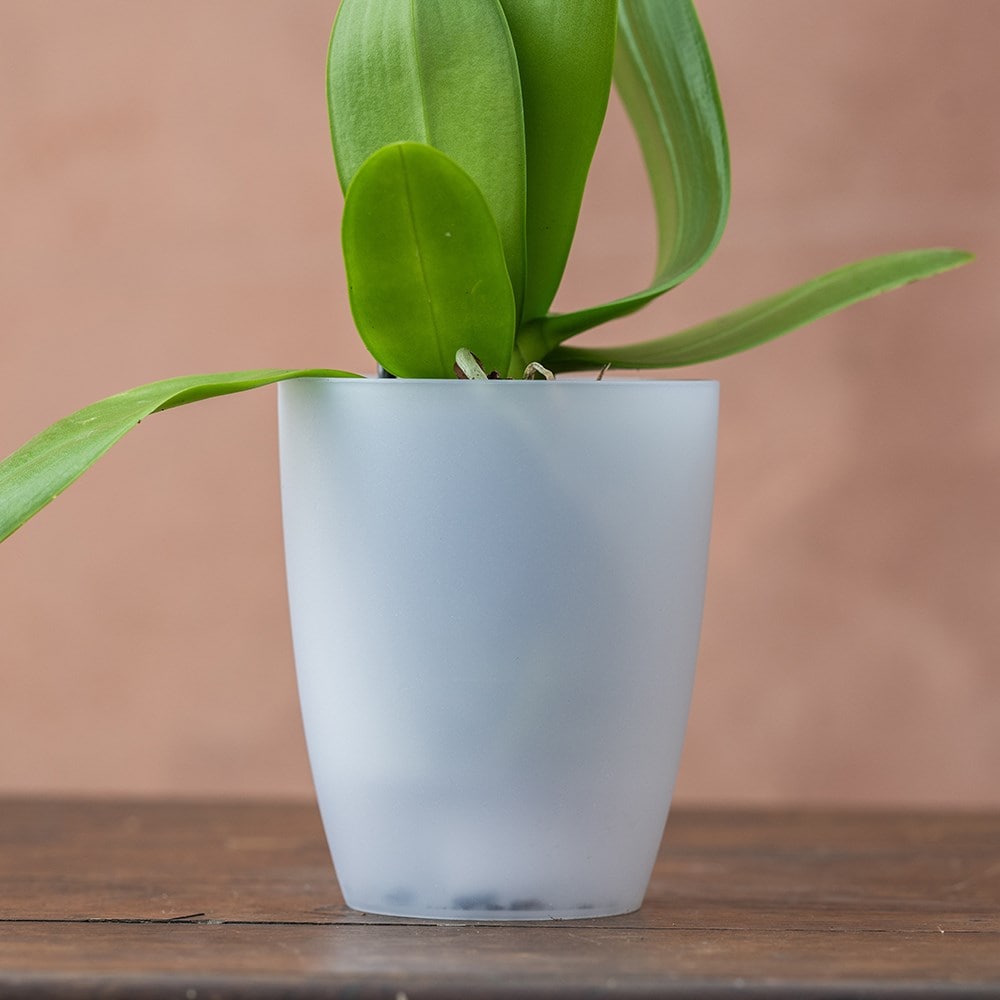 High orchid pot - transparent