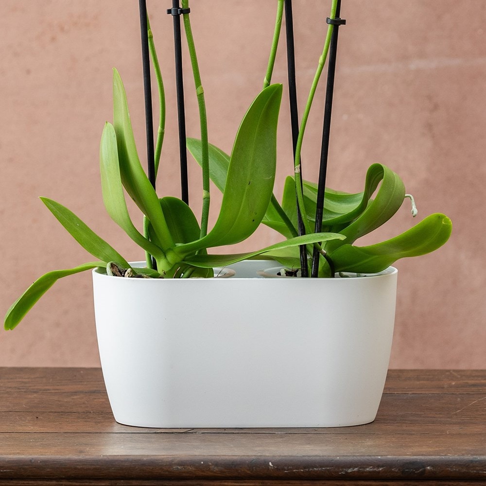 Double orchid pot - white