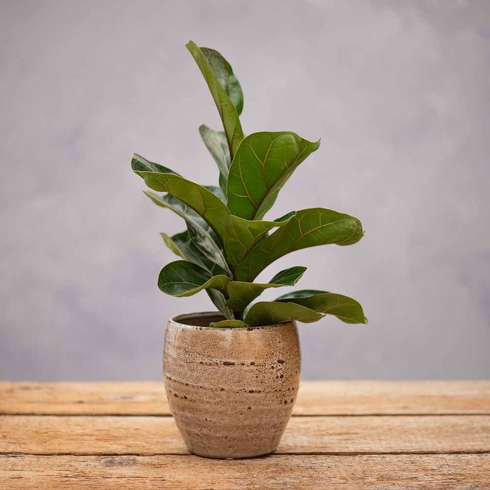 Product options image