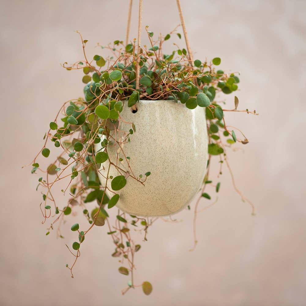 Hanging speckled glaze plant pot - cream
