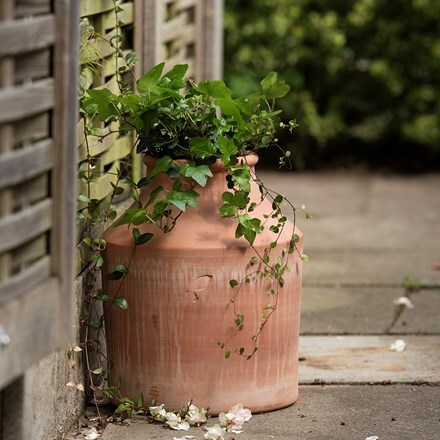 Terracotta churn planter