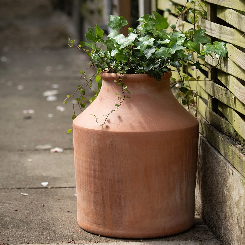 Terracotta evergreen ivy vase