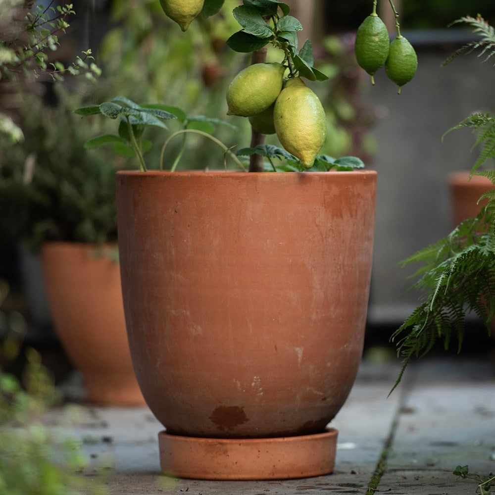 Terracotta lemon pot with glazed saucer