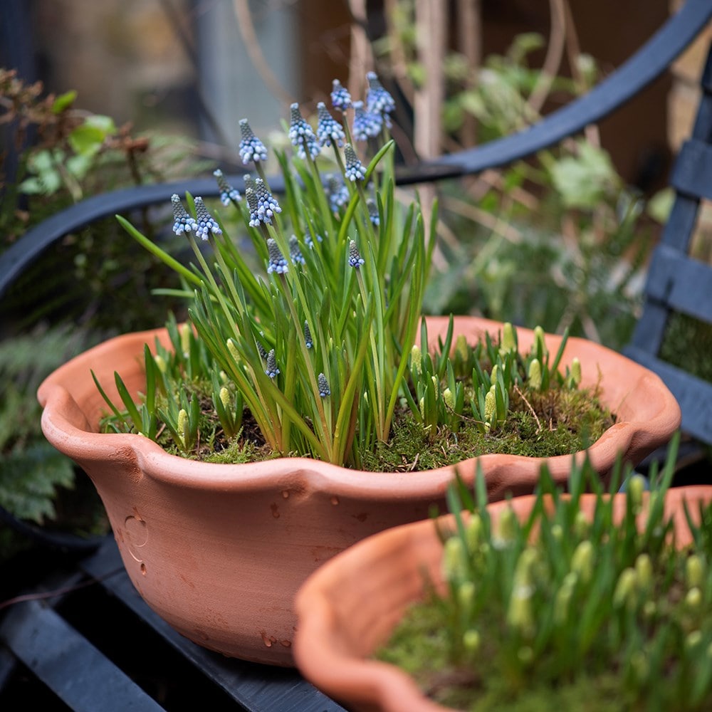 Terracotta ruffle bowl