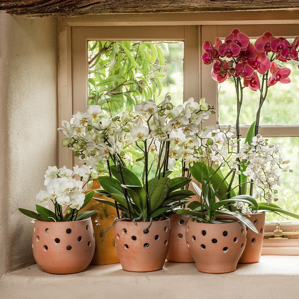 Buy Terracotta orchid pots set of 3 Delivery by Crocus