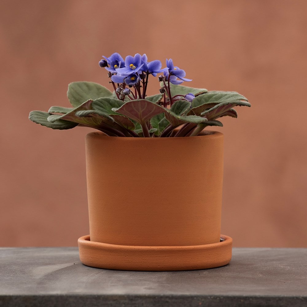 Product options image