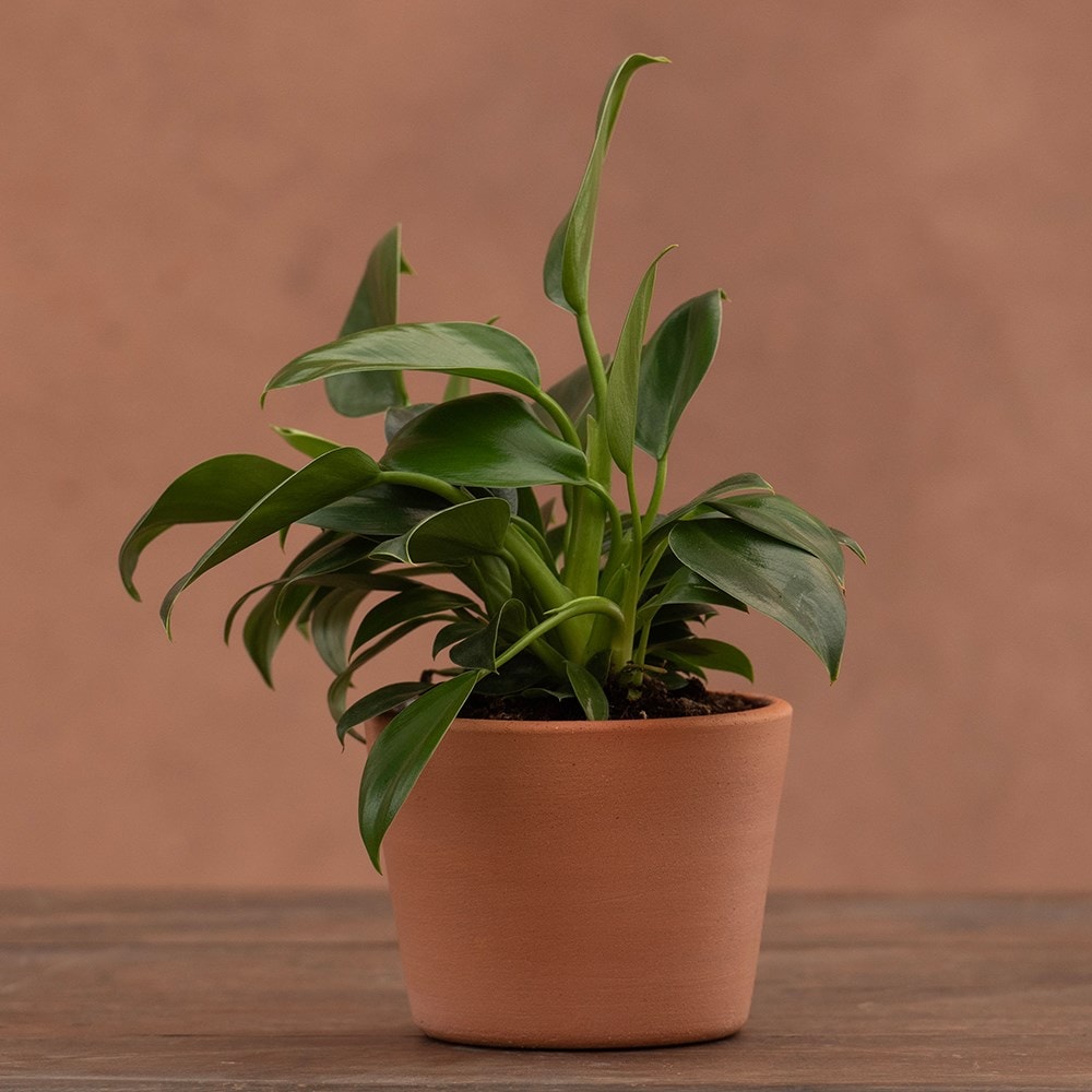 Product options image