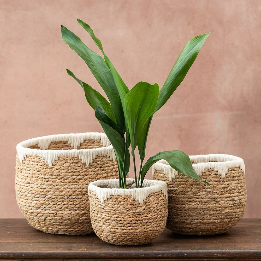 Buy Woven grass planter set of 3 natural Delivery by Waitrose Garden