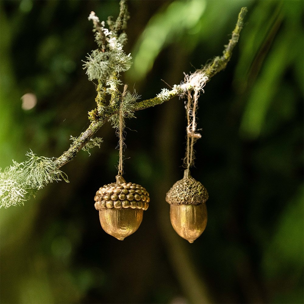 Two large golden acorns