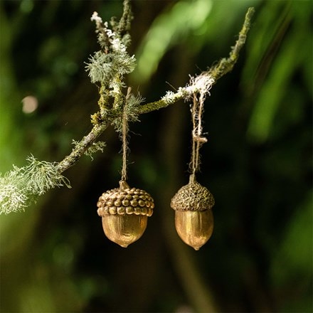 Two golden acorns