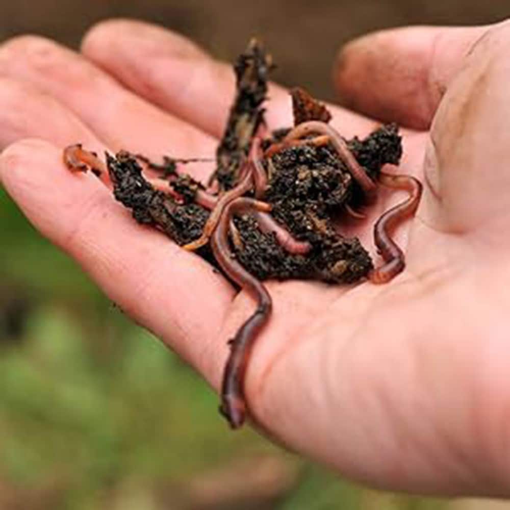 Product options image