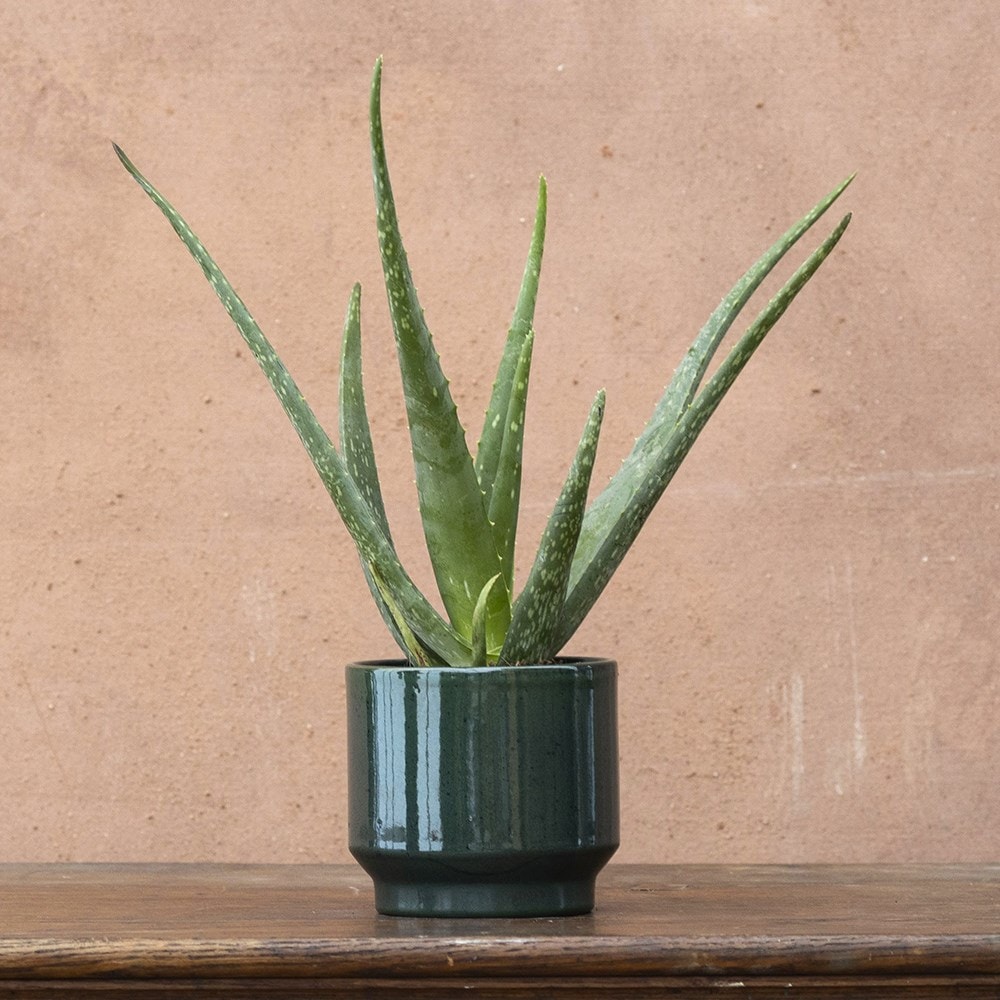 Product options image