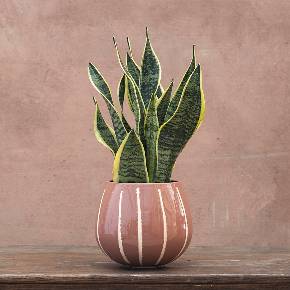 Striped glaze round plant pot - rose pink