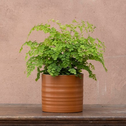 Matte glaze plant pot - terracotta