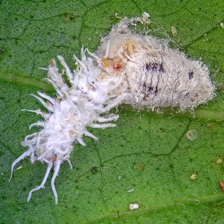 Mealybug killer - 30 cryptolaemus larvae
