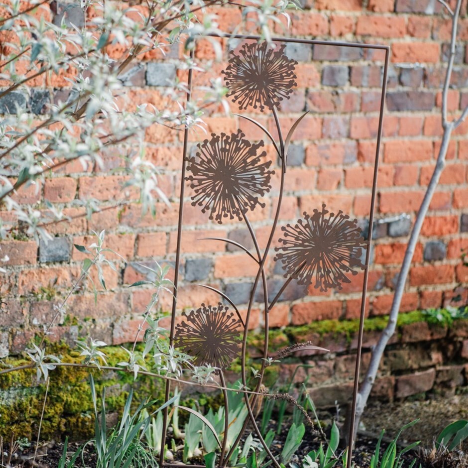 Allium trellis - rust