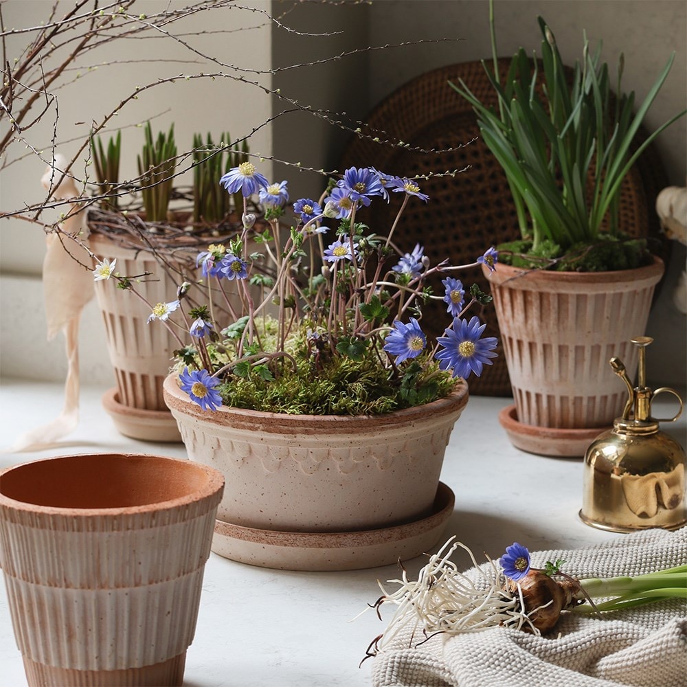 Scalloped tapered plant bowl & saucer - terracotta