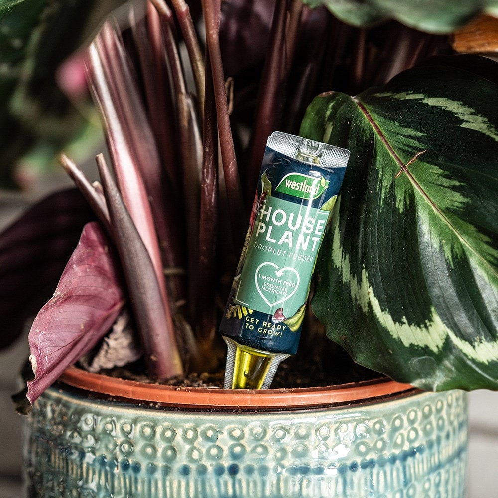 Product options image