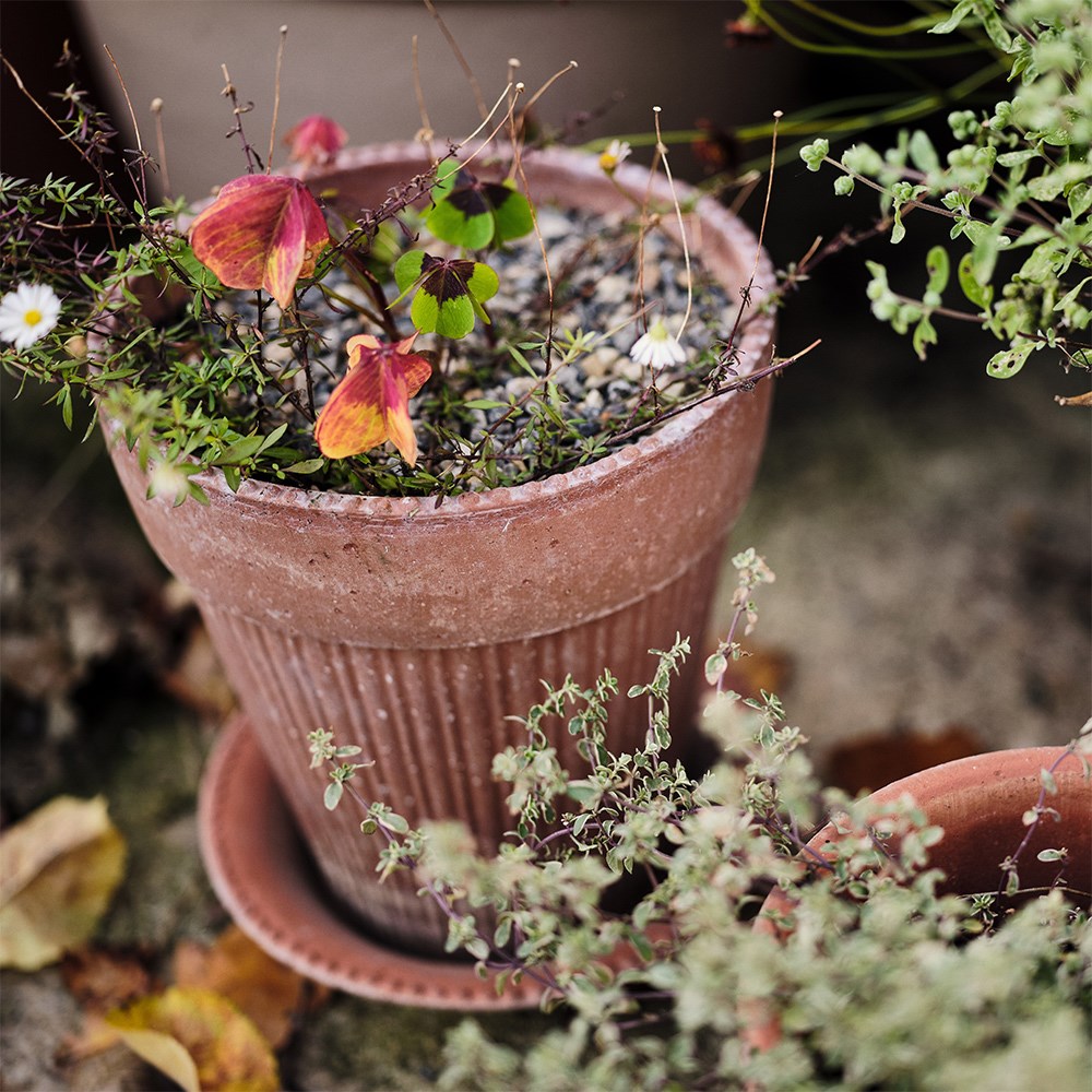 Buy Ribbed tapered plant pot with saucer - terracotta: Delivery by Crocus