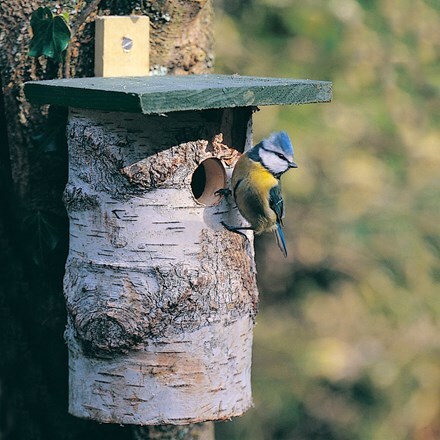 Natural birch log bird nest box - 32mm hole