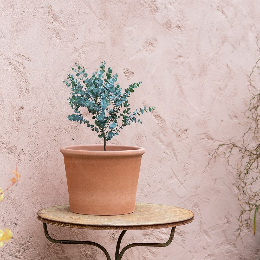Eucalyptus gunnii Azura & Italian terracotta cylinder pot