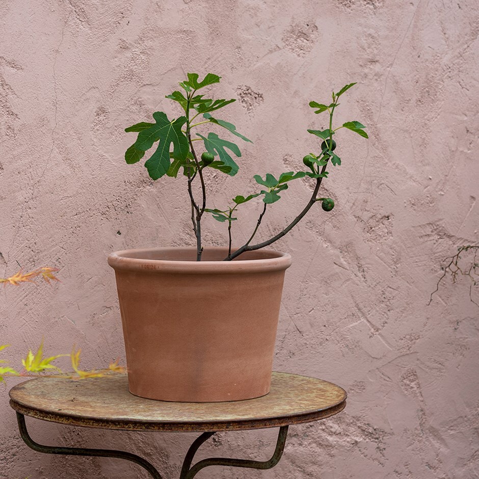Fig 'Brown Turkey' and terracotta pot 