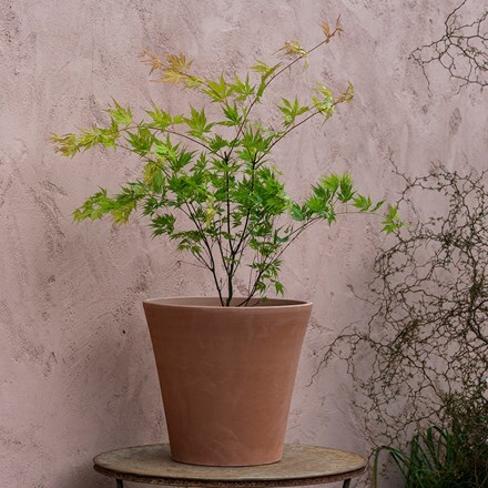 Acer palmatum 'Orange Dream' and terracotta pot