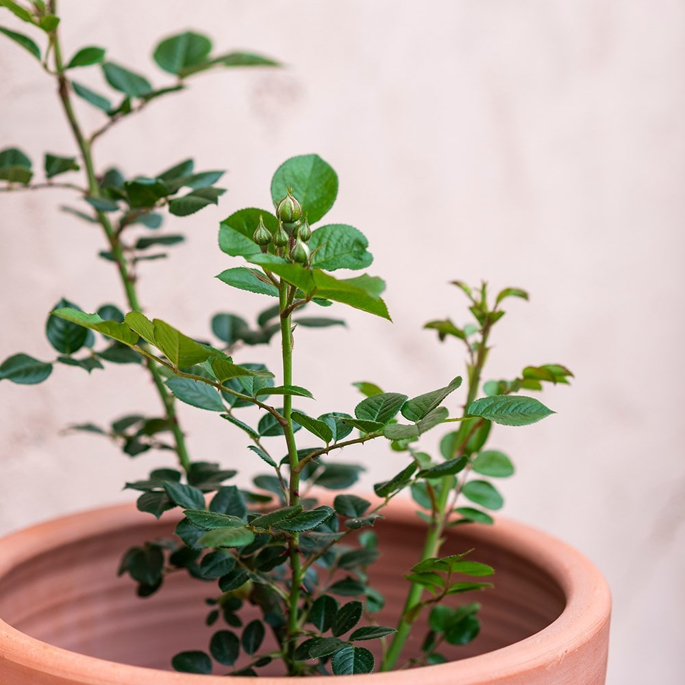 Rosa Sweet Child of Mine and terracotta pot