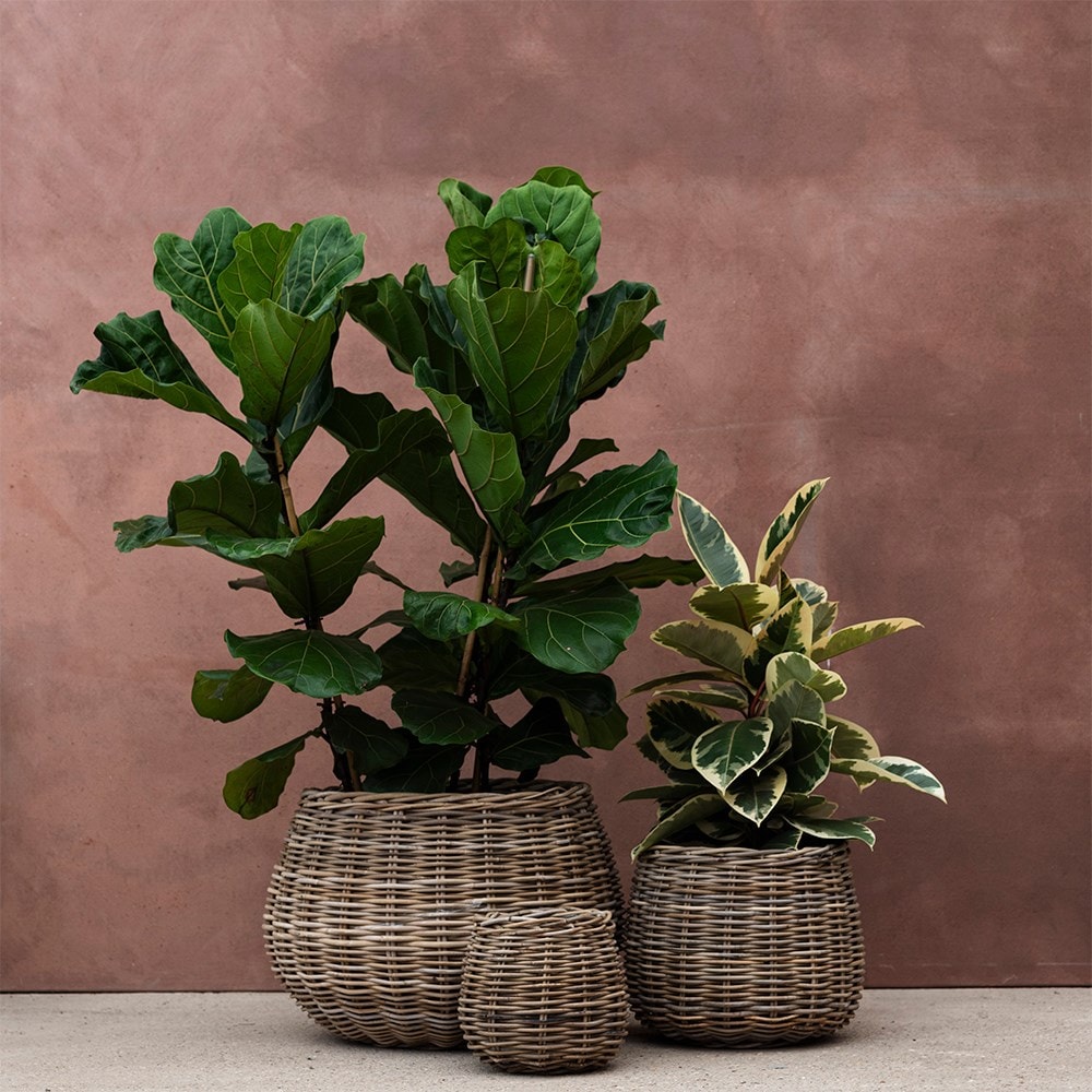 Product options image