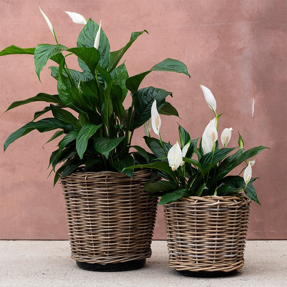 Round rattan large plant pot 