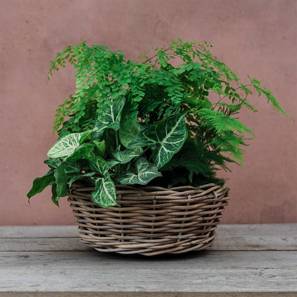 Round rattan large plant bowl 