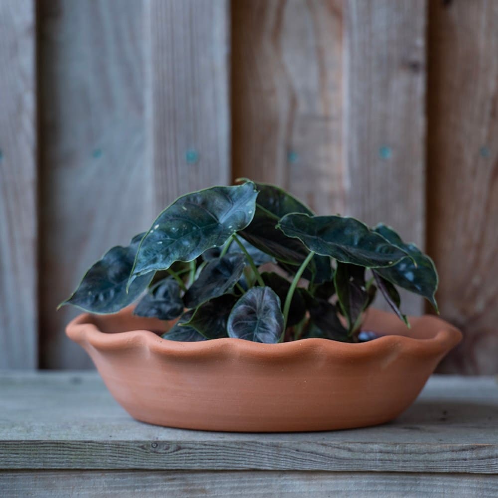 Terracotta ruffle bowl with glazed interior 