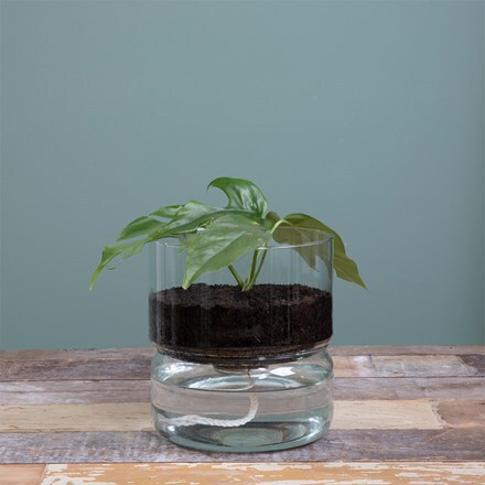 Self-watering glass planter
