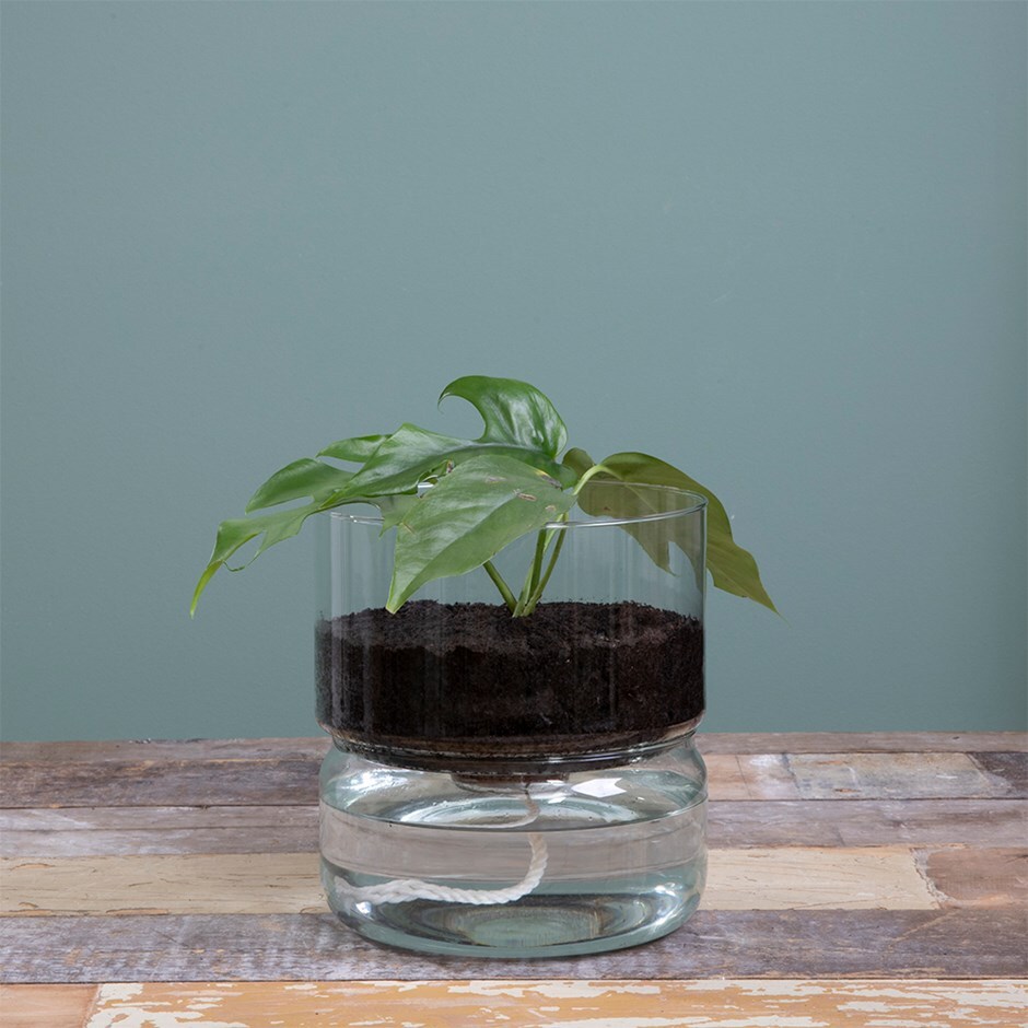 Self-watering glass planter 