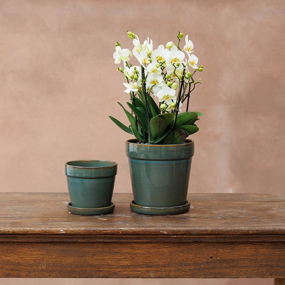 Product options image