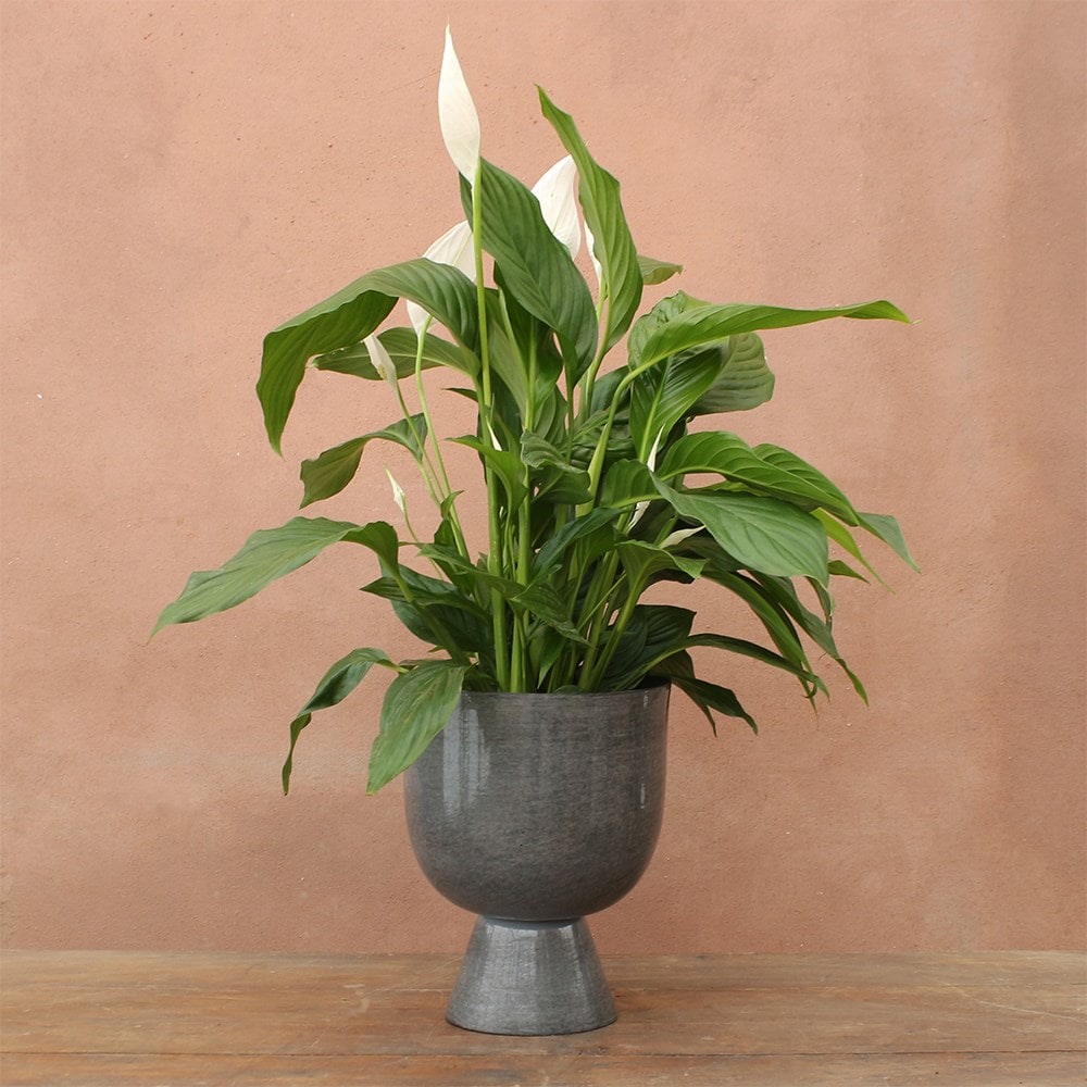 Metal coupe plant pot - dark grey