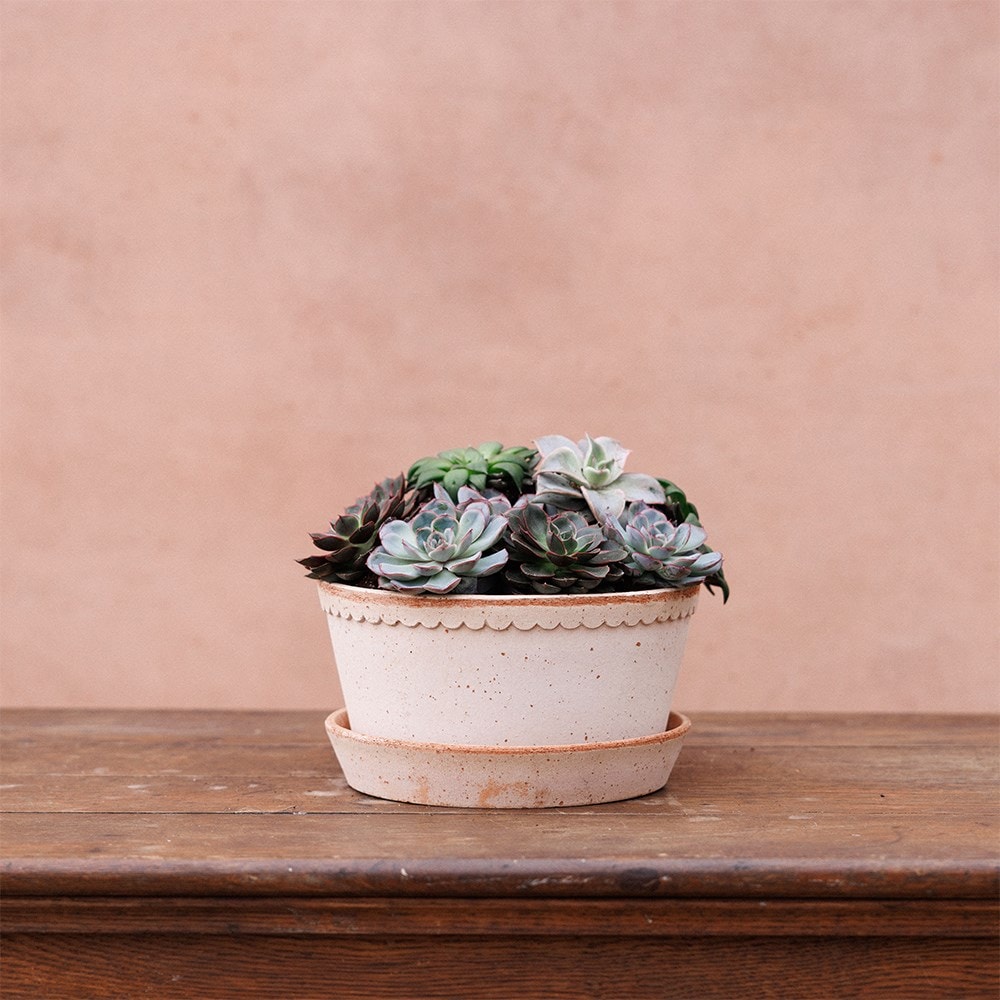 Bergs simple scallop plant bowl & saucer - terracotta