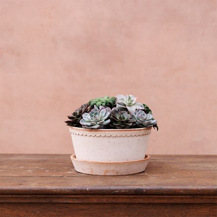 Simple scallop plant bowl & saucer - terracotta