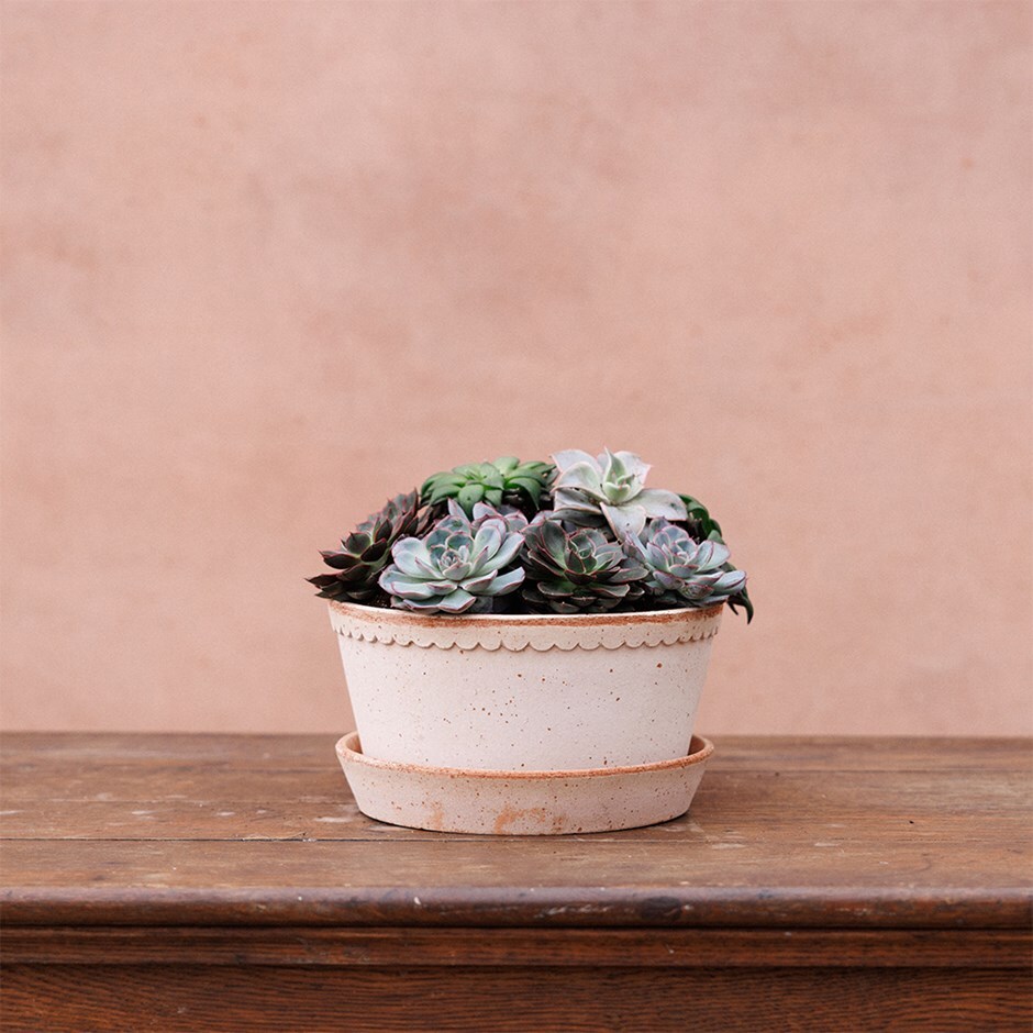 Simple scallop plant bowl & saucer - terracotta