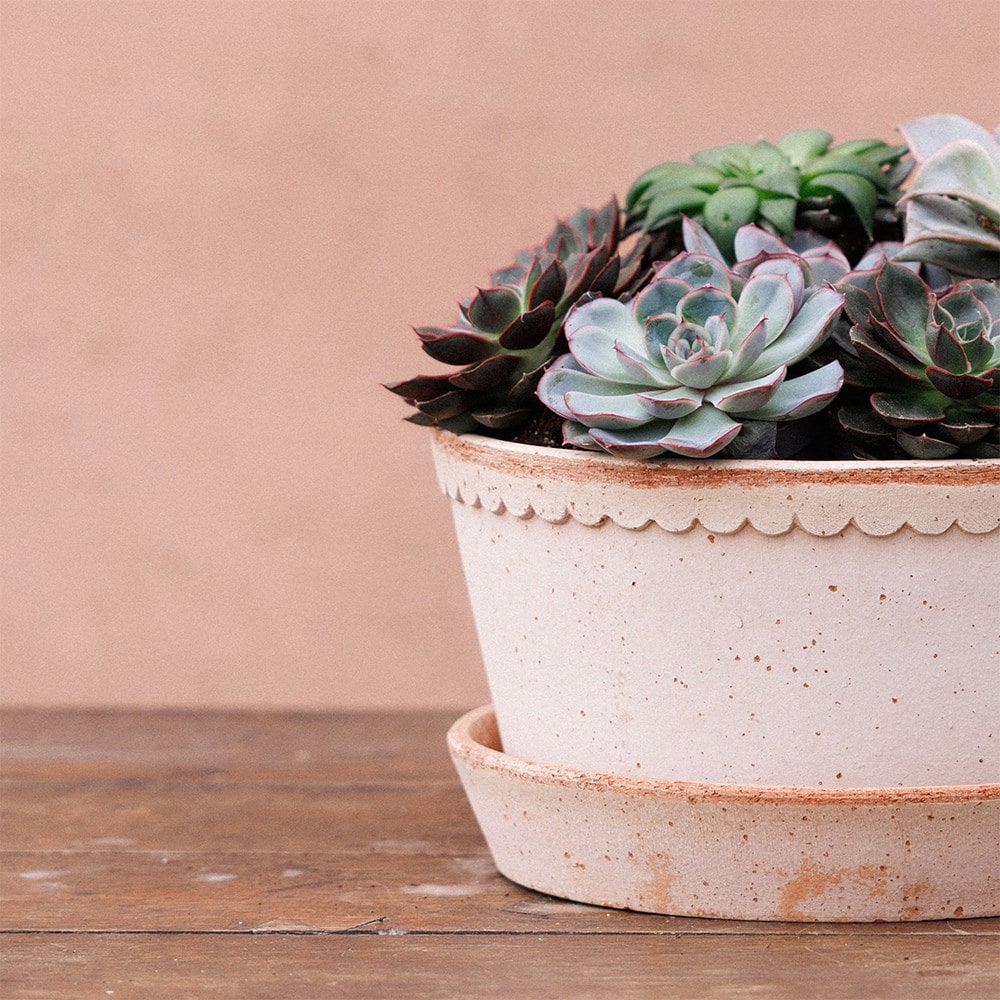 Simple scallop plant bowl & saucer - terracotta