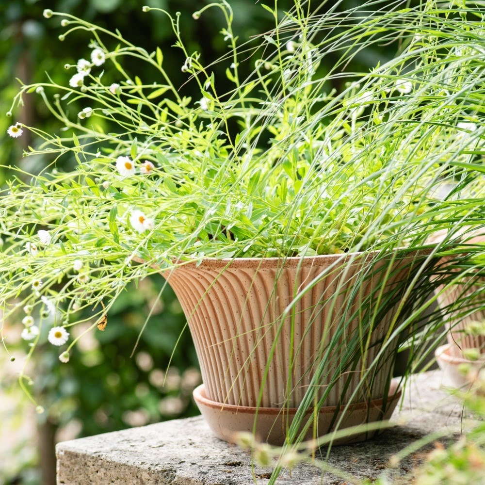 Product options image