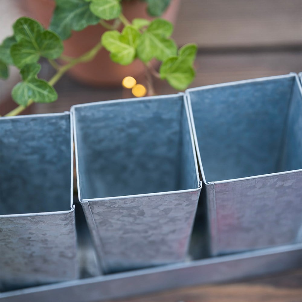 The sweet pea grower’s kit