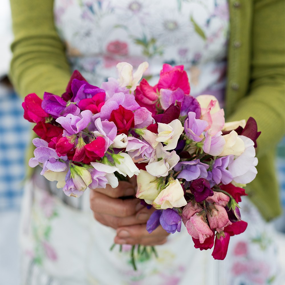 The sweet pea grower’s kit
