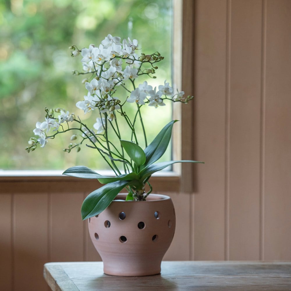 Vase terracotta orchid pot