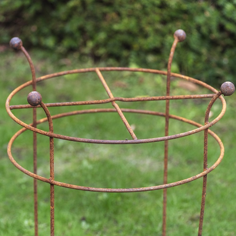 Dahlia grow through ring support - rust