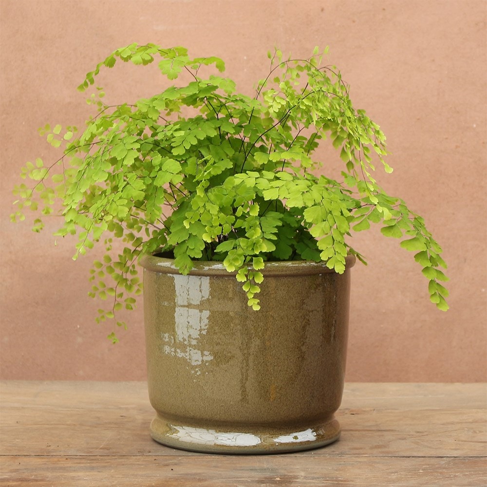 Glazed urn plant pot - sage green